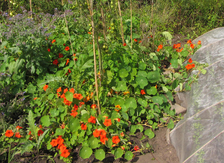 Tomaten_und_Paprika_in_Mischkultur_mit_Kapuzinerkresse_ohne_Braunfaeule.jpg