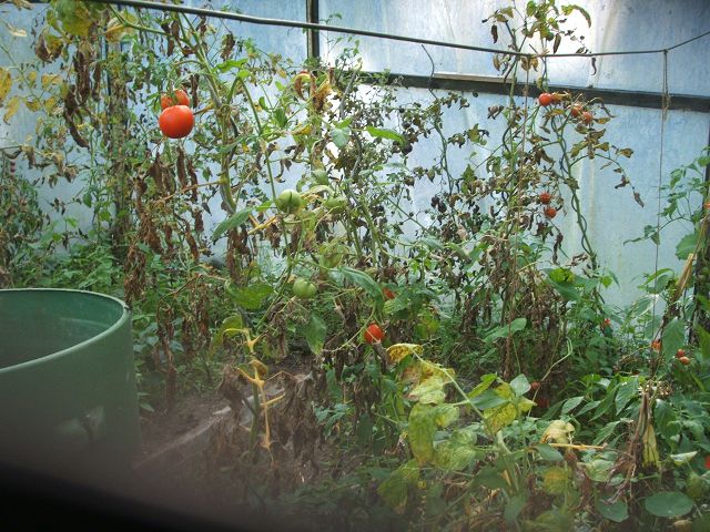 k-tomaten.jpg