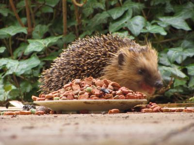 Igel_frisst_Katzenfutter.jpg