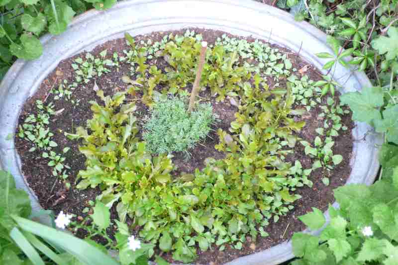 Speissfass mit Salat