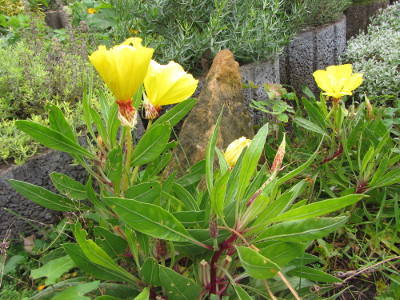 Blume.jpg
