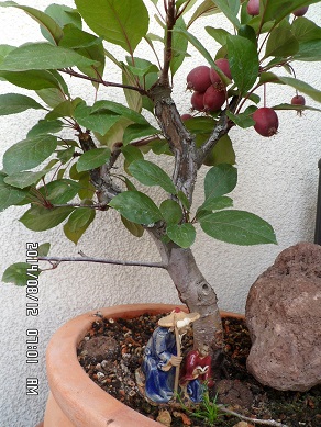 apfelbonsai 002a.jpg