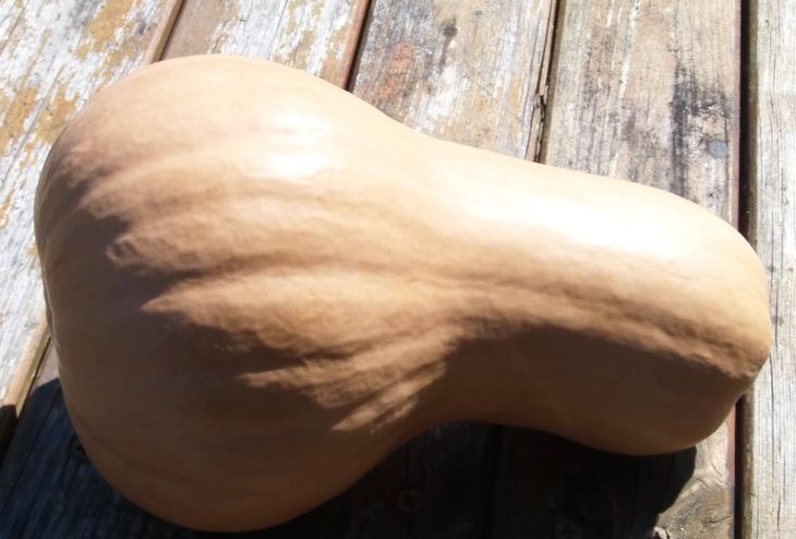 butternut.JPG