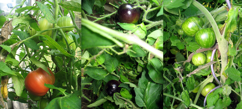 Ochsenherz, Indigo Rose, Grüne Zebra