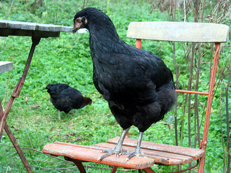 Schwarz dominiert. Hier zu sehen: Marianne