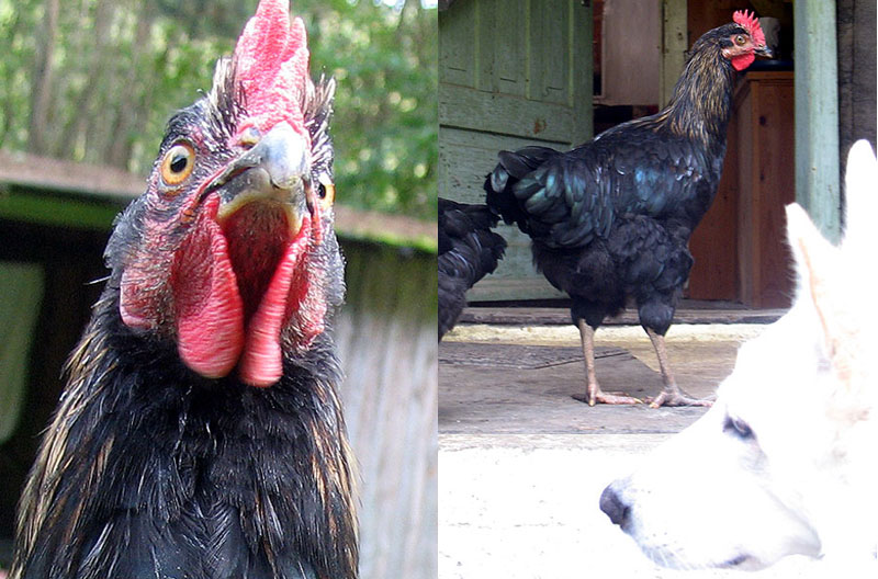 Graf Cocks von Schlabberkamm