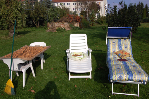 Garten 41 2014 09 viele Walnüsse.jpg