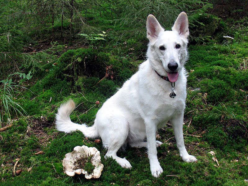 zur Veranschaulichung der Größe mal einen Schäferhund daneben gesetzt