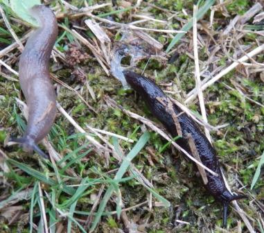 Garten-Schnecke (links) versus Wiesen-Schnecke (rechts)