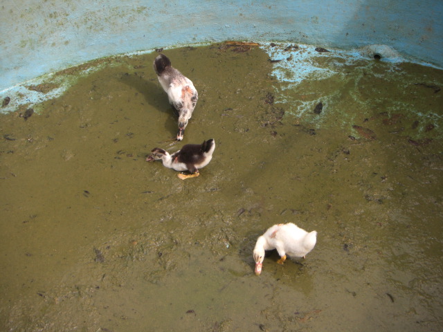 beim POOL Reingen waren sie schnell beim Abfischen....