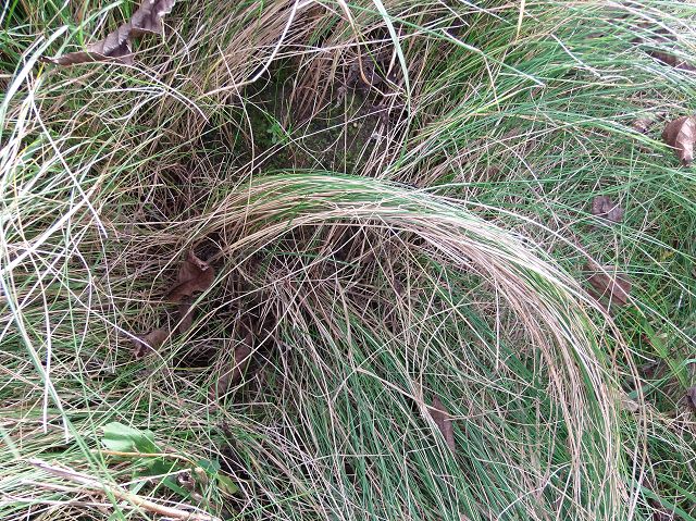 lädschertes gras.JPG