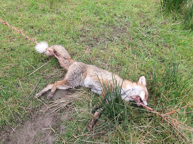 fuchs.JPG