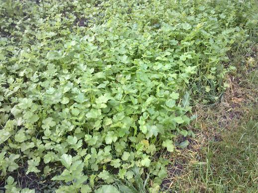 Pastinake.JPG