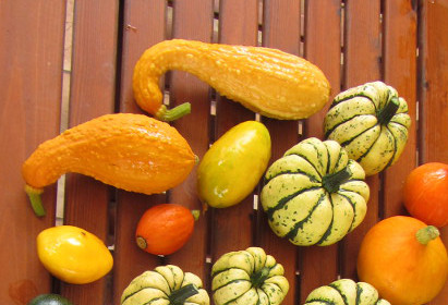 essbarer_yellow_crookneck_Kuerbis.jpg