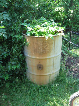 Kartoffeltonne nach 5 Wochen.jpg