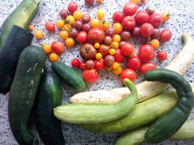 Gurken, Zuchini und Paradeiser