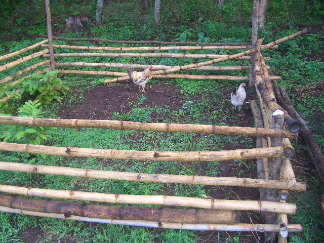 Hühnergehege zum Schutz der Sämlinge!