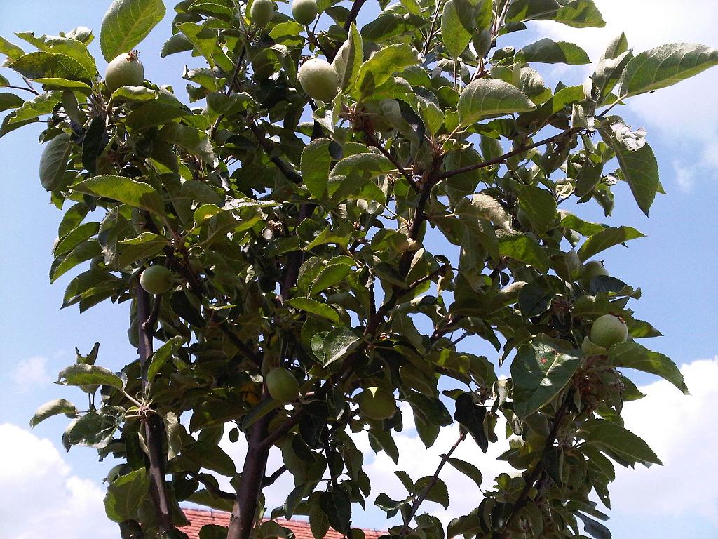 Apfelbaum mit Früchten-verkleinert.JPG
