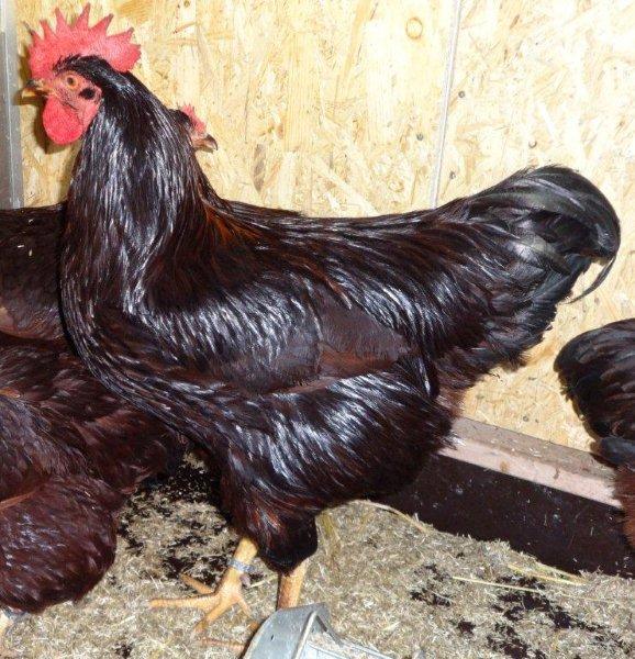 Rhodeländer - eine robuste Zwienutzungsrasse seit ca. 1860 (um 1901 in Deutschland eingeführt)