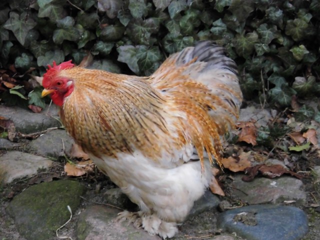 DSCI0239 (Small).JPG