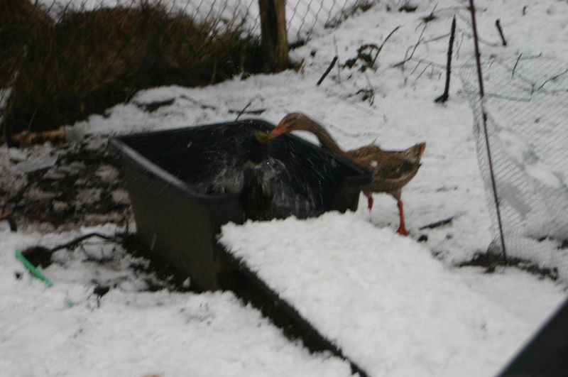 k-eg_badet.jpg