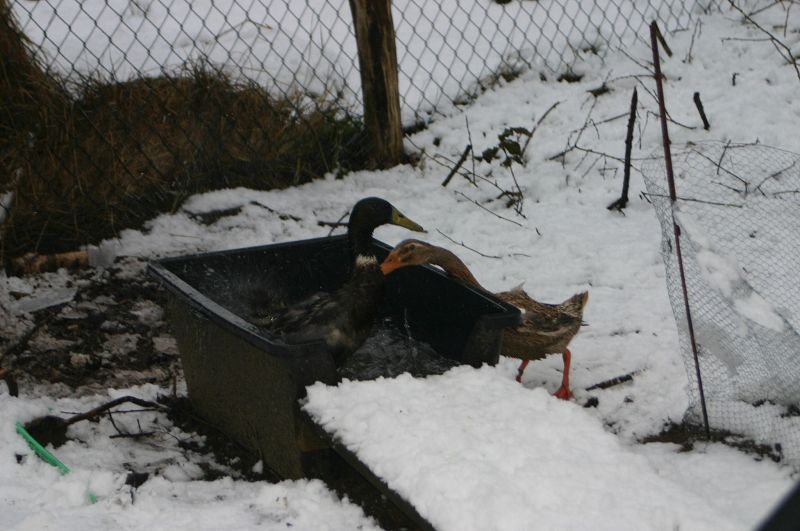 k-eg_badet2.jpg