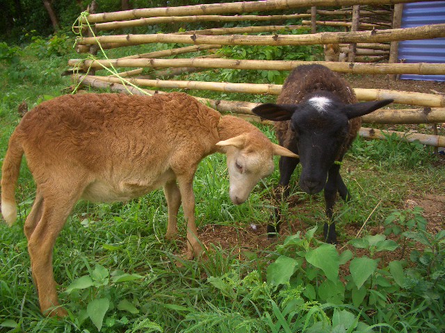 neuer Zuwachs in der Finca!
