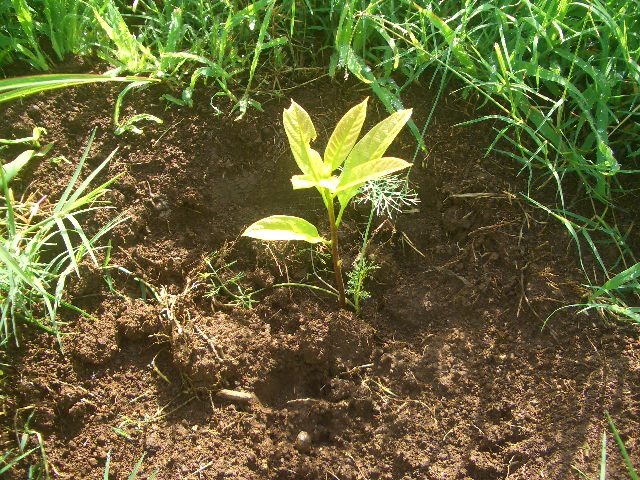 meine selbst gezogenen Bäume! Manche wurden vom Schwein oder Huhn geköpft.