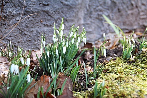 Die ersten Schneeglöckchen