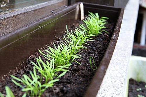 Winterpostelein, gepflanzt im Oktober