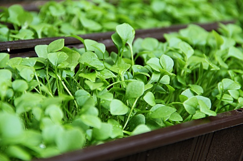 Postelein im Februar