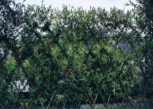 Belgischer_Zaun_a kleiner.jpg