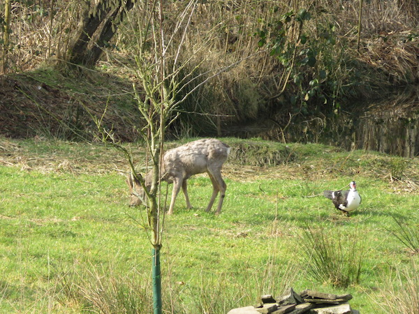 Spezies Gartenbock.JPG