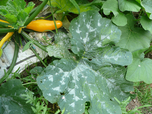 Das grosse Blatt hat weissliche Flecken an den Adern