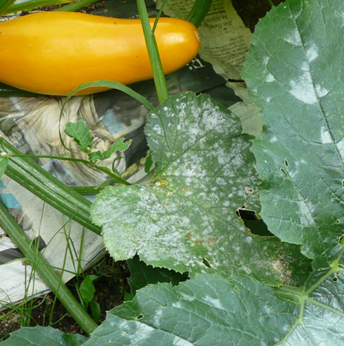 Das kleine Blatt schaut so aus ähnlich aus wie das Blatt, das ich heute früh entfernt habe. Nur das Blatt in der Früh war fast ganz weiß von diesem Zeug.