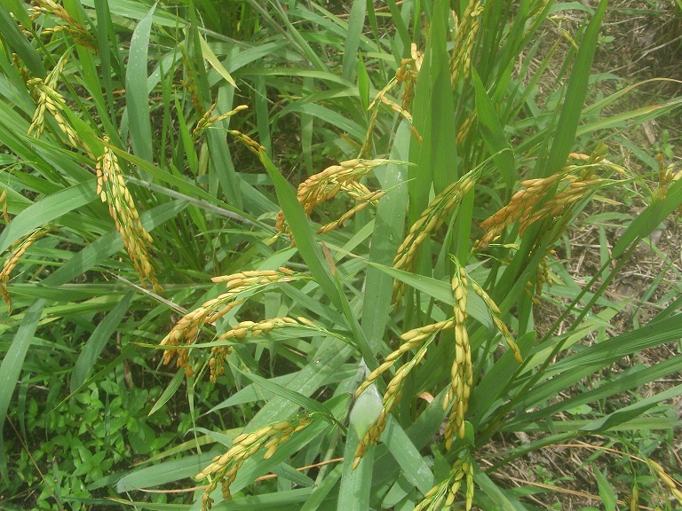 Mit Reis versuchen wir es schon seit einem Jahr. Da das letzte und dieses Jahr sehr trocken waren, ist der Ertrag unter Erwartung, aber für neues Saatgut reicht es allemal