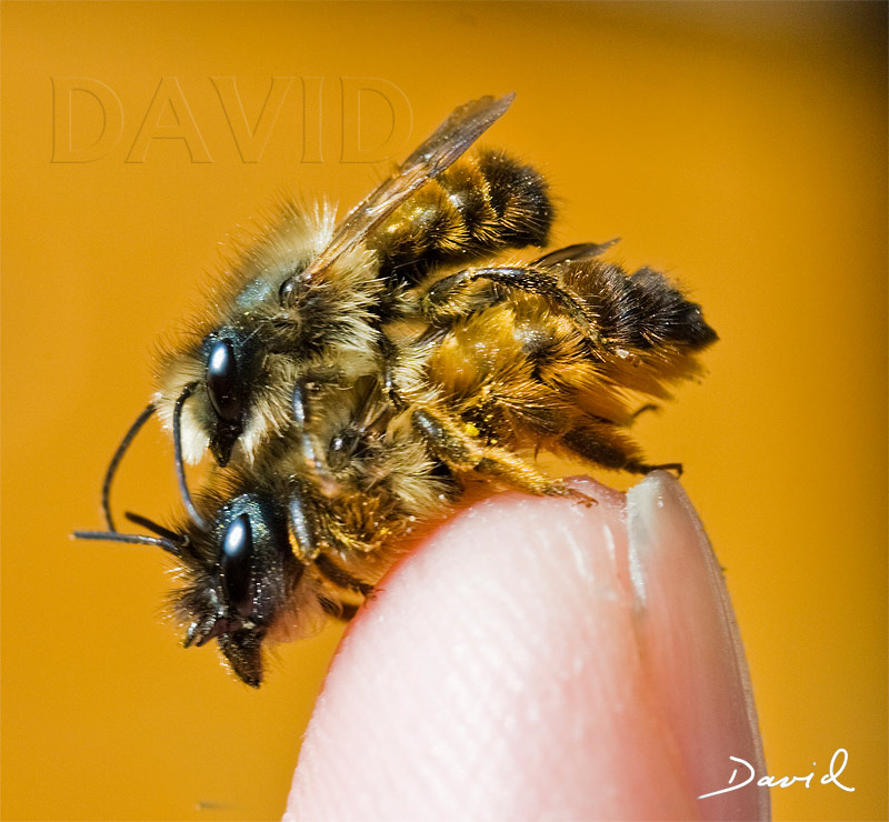 Rostrote Mauerbiene (Osmia bicornis) bei der Paarung