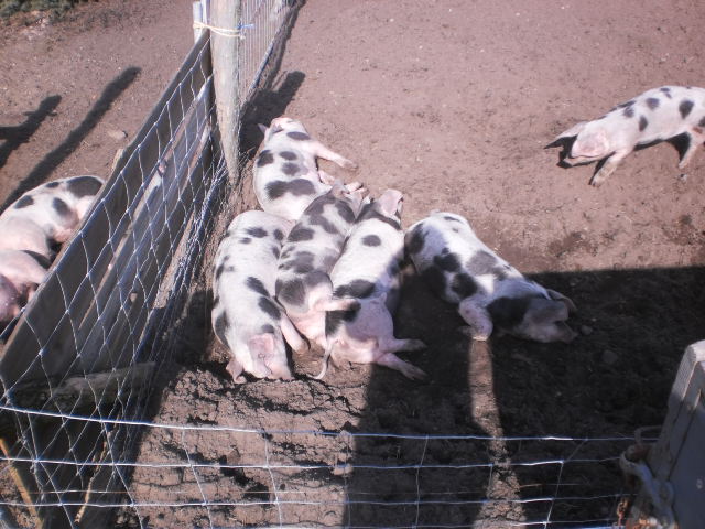 Die Faule Schweinebande in der Sonne