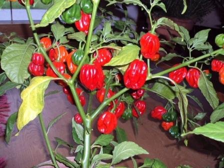 so sahen sie vorm einwintern aus