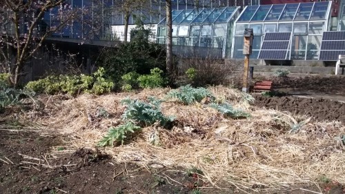 Artischocken (Sorte unbekannt) der LWG Veitshöchheim