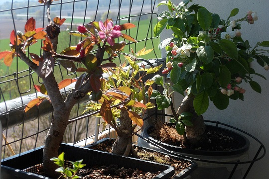 Frühlingsbonsai 007a.jpg