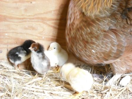 drei Tage alt, zum ersten mal aus dem Nest.