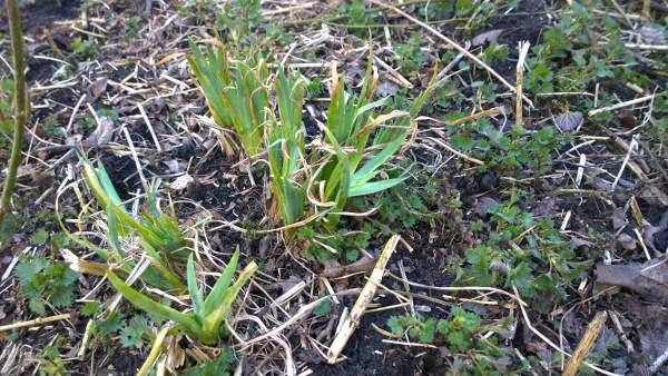 150324_Pflanze 1.jpg