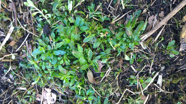 150324_Pflanze 2.jpg