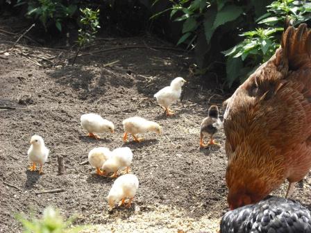 sieben Tage alt, die Ersten Flügelfedern schauen schon durch.