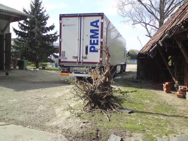 Laster+ Spanngurt+ Rallymann und der Baum ist Geschichte