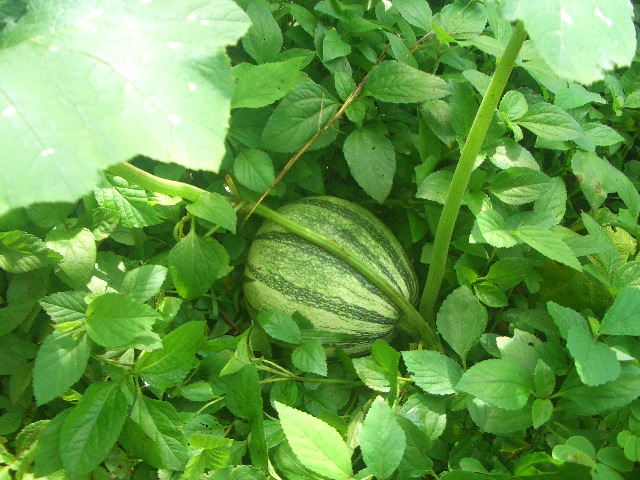 Ajote, tolles Gemüse.