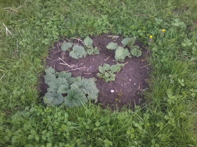 2015-04-28 19.44.22.jpg