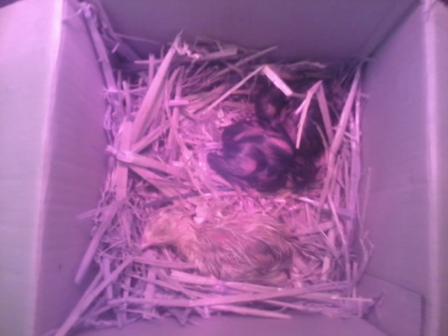 2015-04-28 17.52.22.jpg