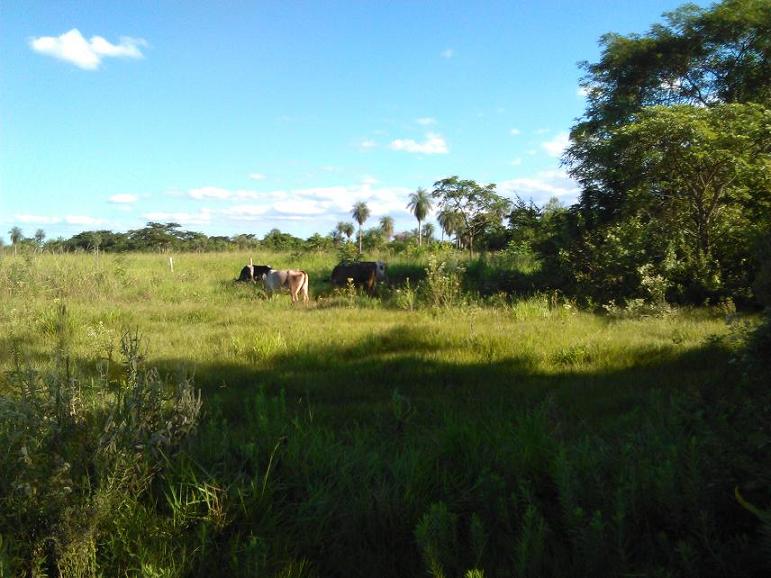 Meine kleine Rinderherde